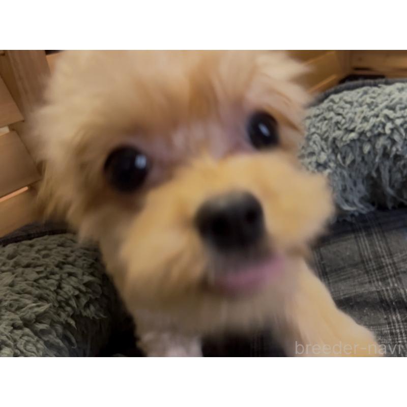 販売中の埼玉県のミックス犬-387220の6枚目