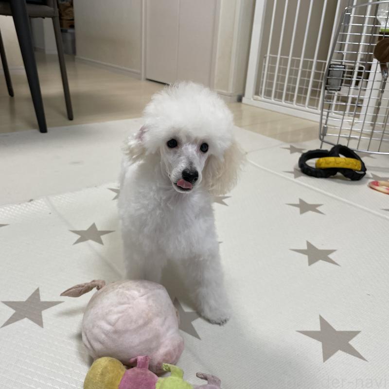 販売中の長野県のトイプードル-405717の6枚目