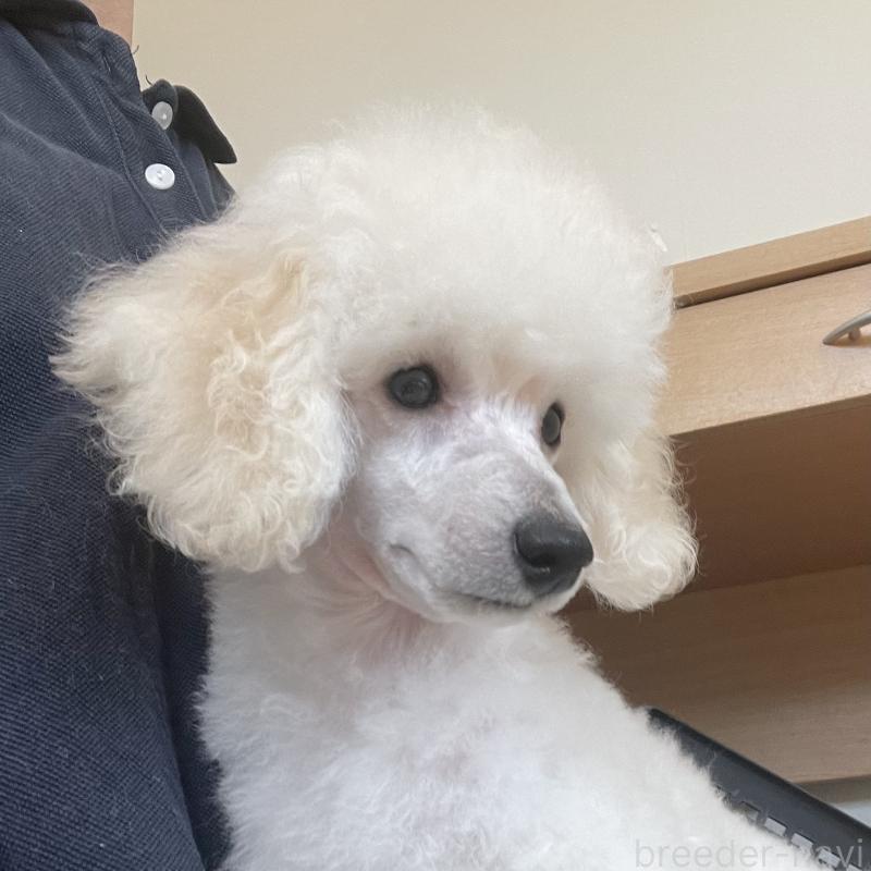 販売中の長野県のトイプードル-405717の5枚目