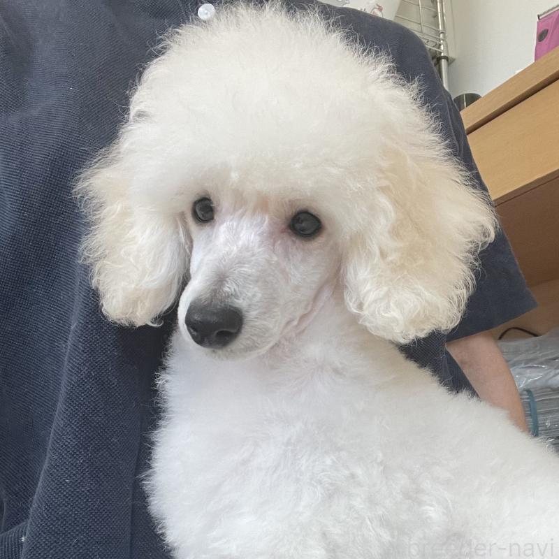 販売中の長野県のトイプードル-405717の4枚目