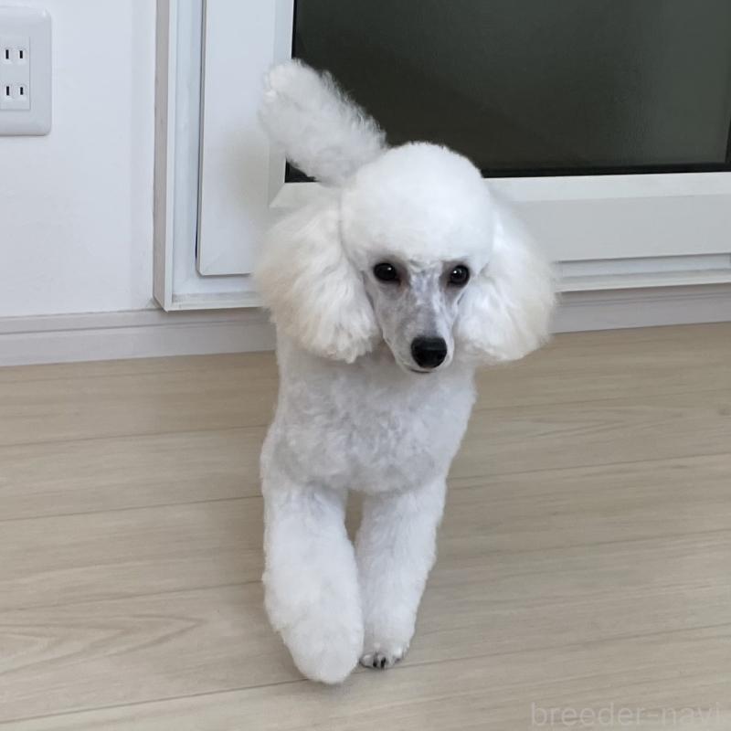 販売中の長野県のトイプードル-382870の5枚目