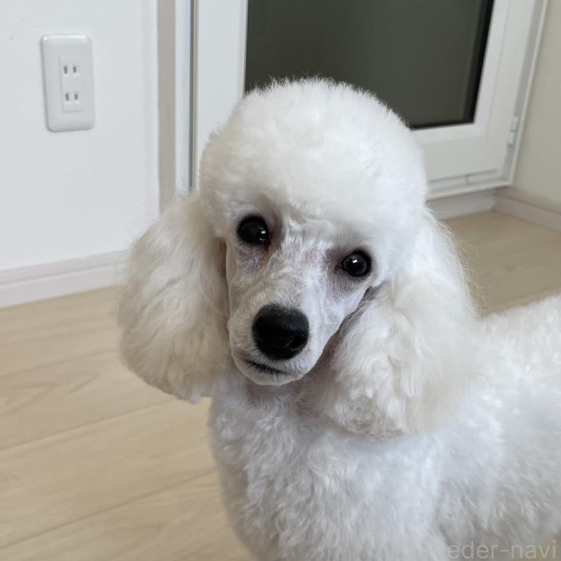 販売中の長野県のトイプードル-382870の4枚目