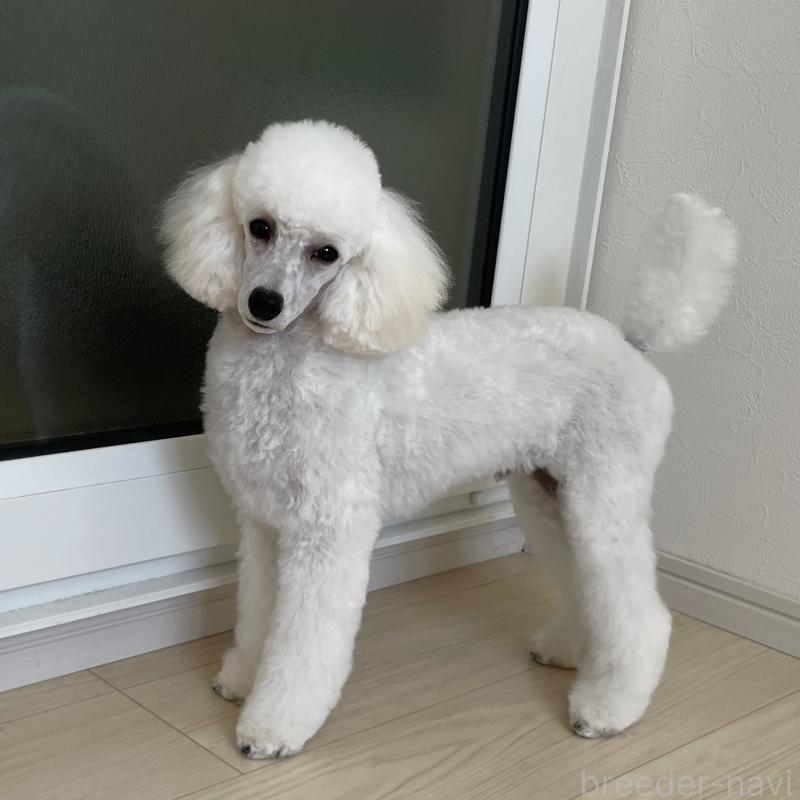 販売中の長野県のトイプードル-382870の3枚目