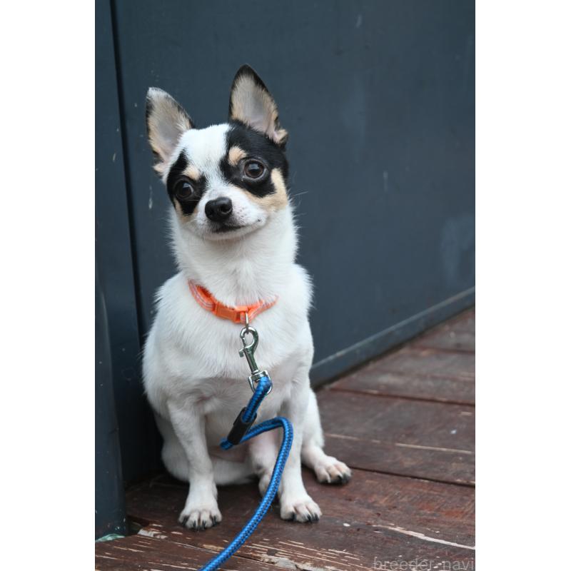 販売中の山口県のチワワ(スムースコート)-381612の2枚目