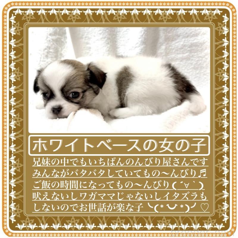 販売中の大阪府のチワワ(ロングコート)-416555の2枚目