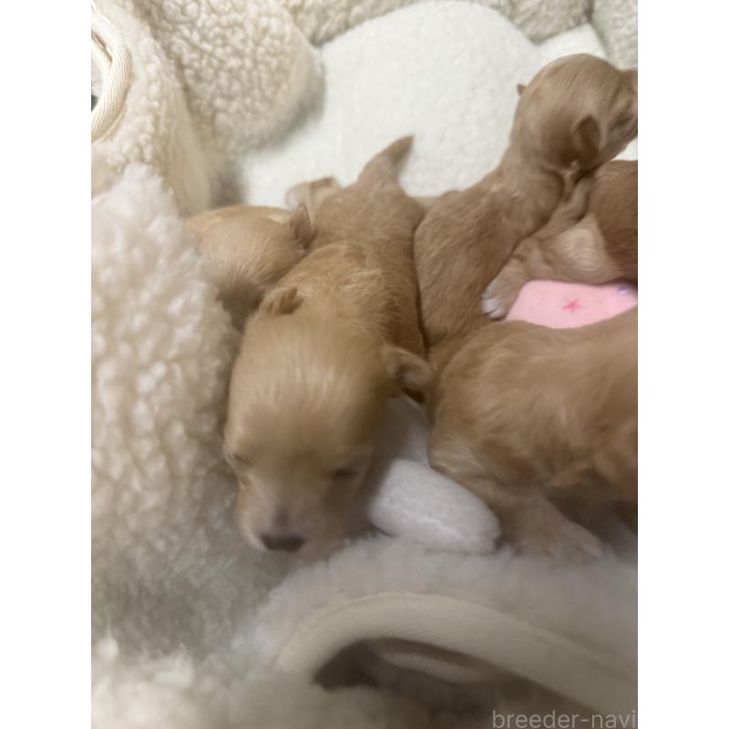 販売中の宮崎県のマルプー:マルチーズ×トイプードル-413021の6枚目