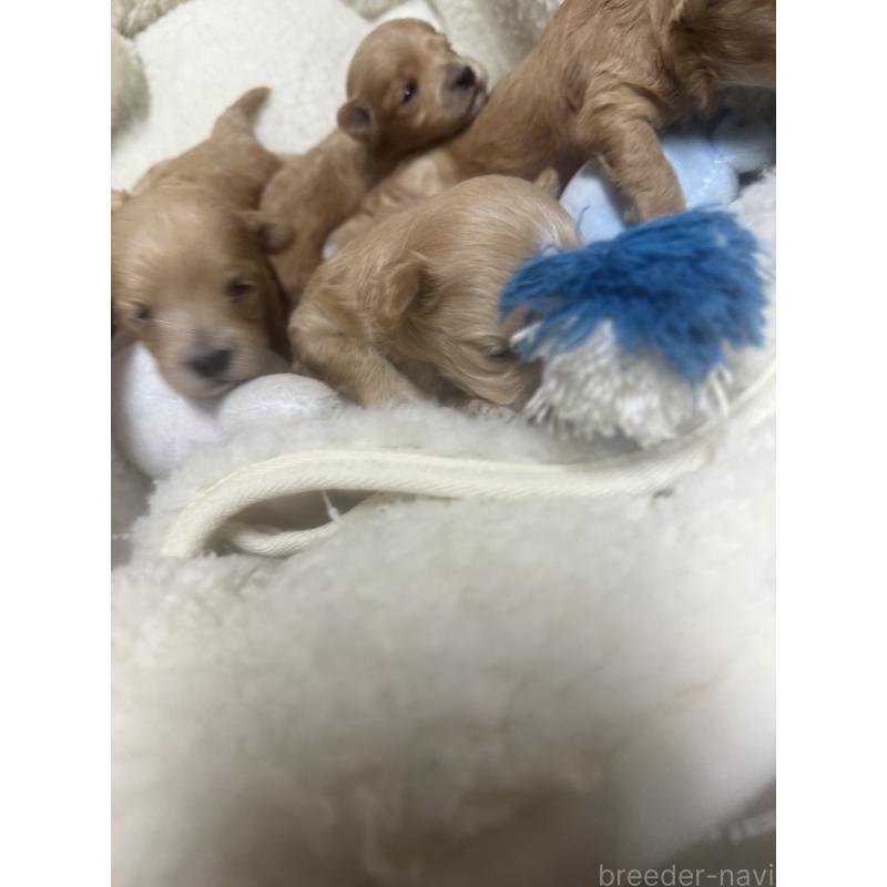 販売中の宮崎県のマルプー:マルチーズ×トイプードル-413021の5枚目