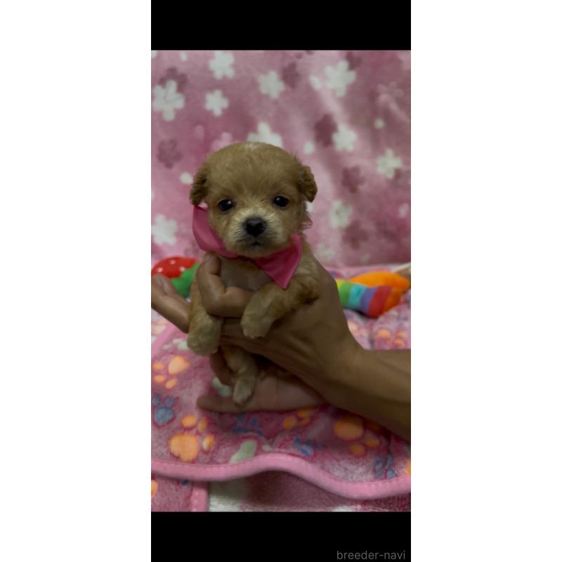 販売中の茨城県のミックス犬-416718の4枚目