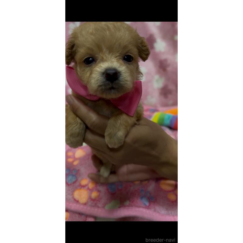 販売中の茨城県のミックス犬-416718の3枚目