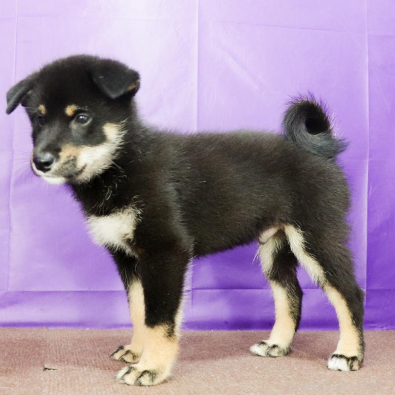 販売中の愛知県の柴犬-402734の6枚目