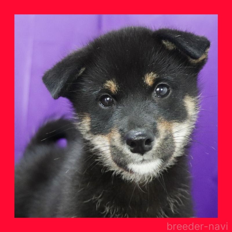 販売中の愛知県の柴犬-402734