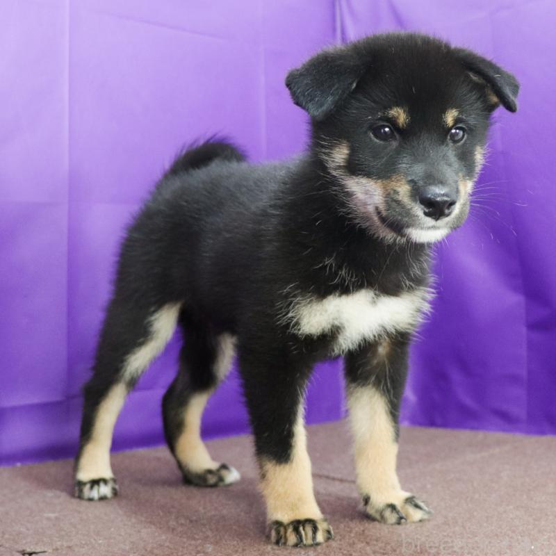 販売中の愛知県の柴犬-402734の4枚目