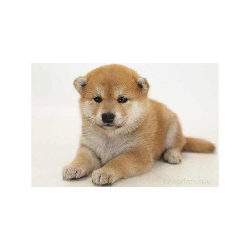 販売中の神奈川県の柴犬-416732の1枚目