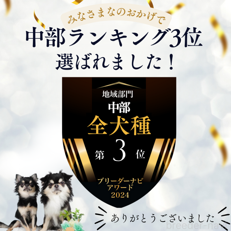 販売中の静岡県のトイプードル-416736の3枚目