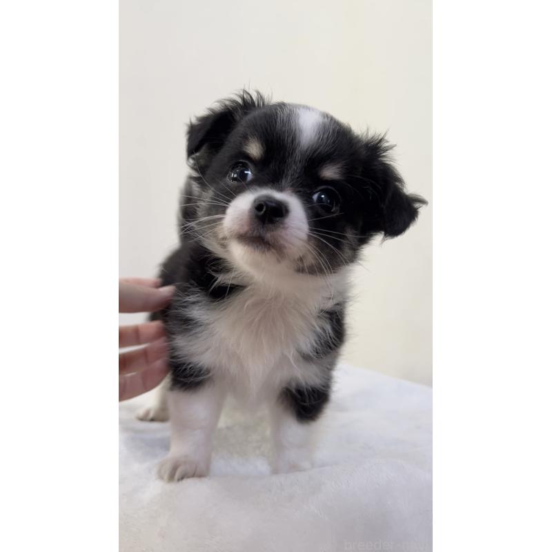 成約済の広島県のチワワ(ロングコート)-414302の3枚目