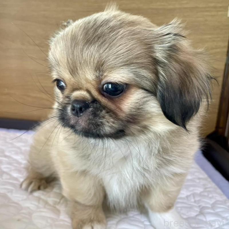 販売中の栃木県のミックス犬-416743