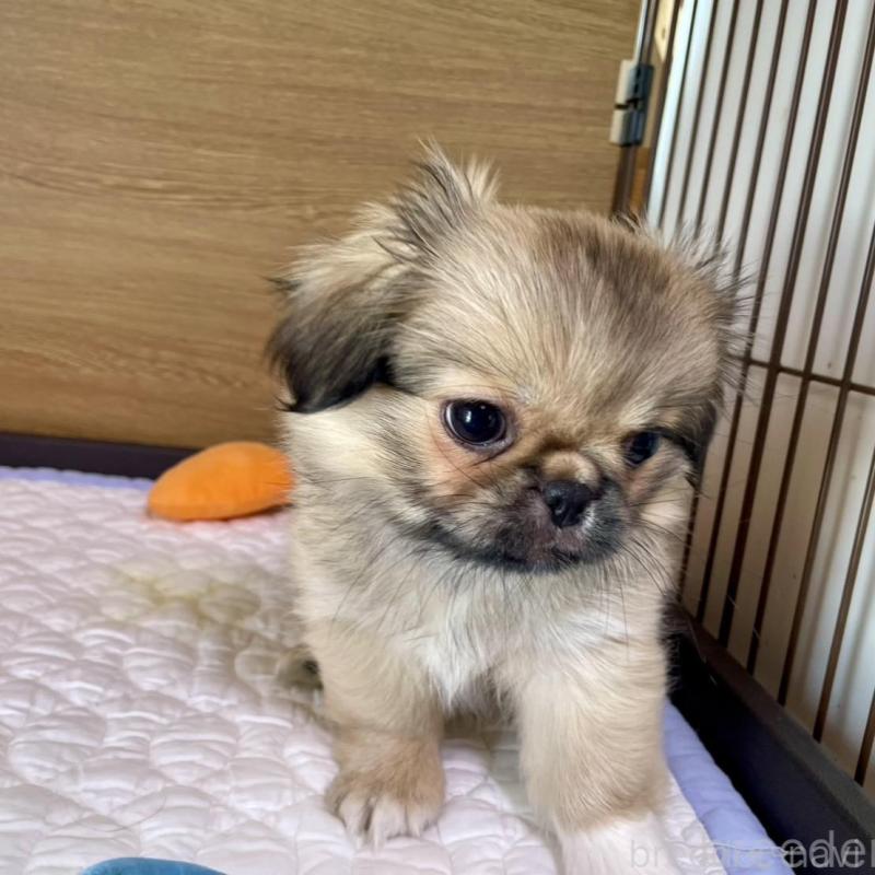 販売中の栃木県のミックス犬-416743の6枚目