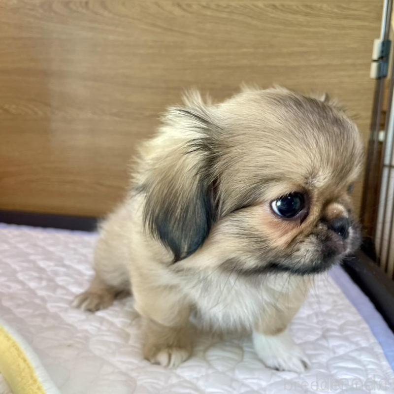 販売中の栃木県のミックス犬-416743の5枚目