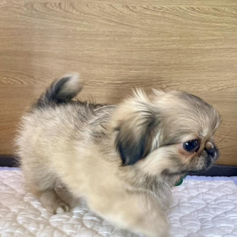 販売中の栃木県のミックス犬-416743の4枚目