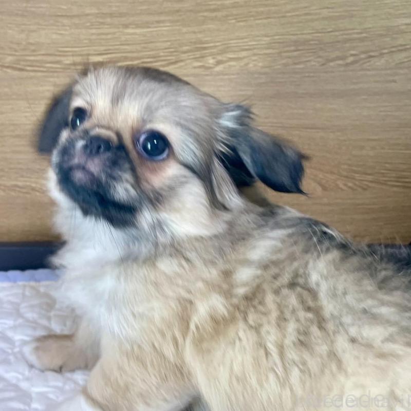 販売中の栃木県のミックス犬-416743の3枚目