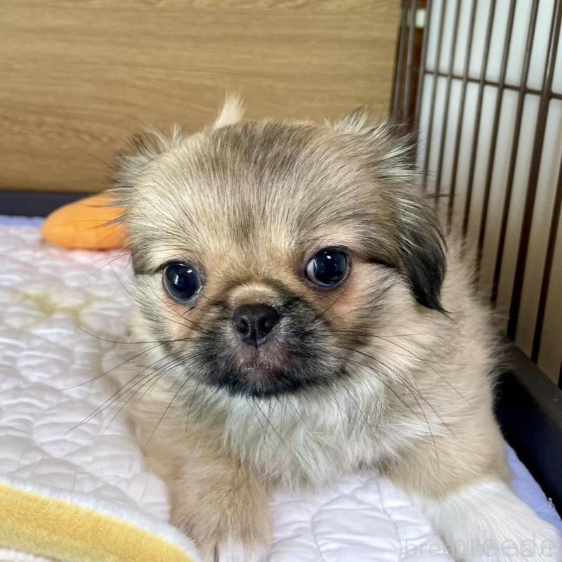 販売中の栃木県のミックス犬-416743の2枚目