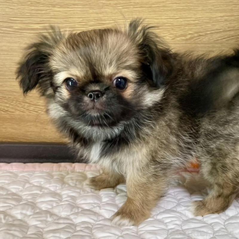 販売中の栃木県のミックス犬-416744の1枚目