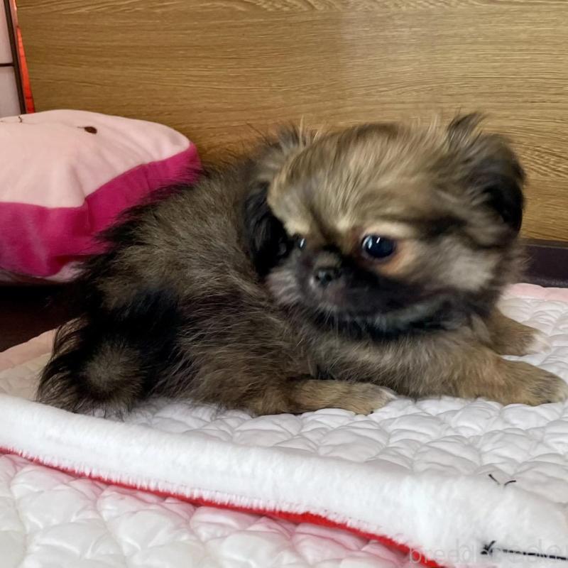 販売中の栃木県のミックス犬-416744の6枚目