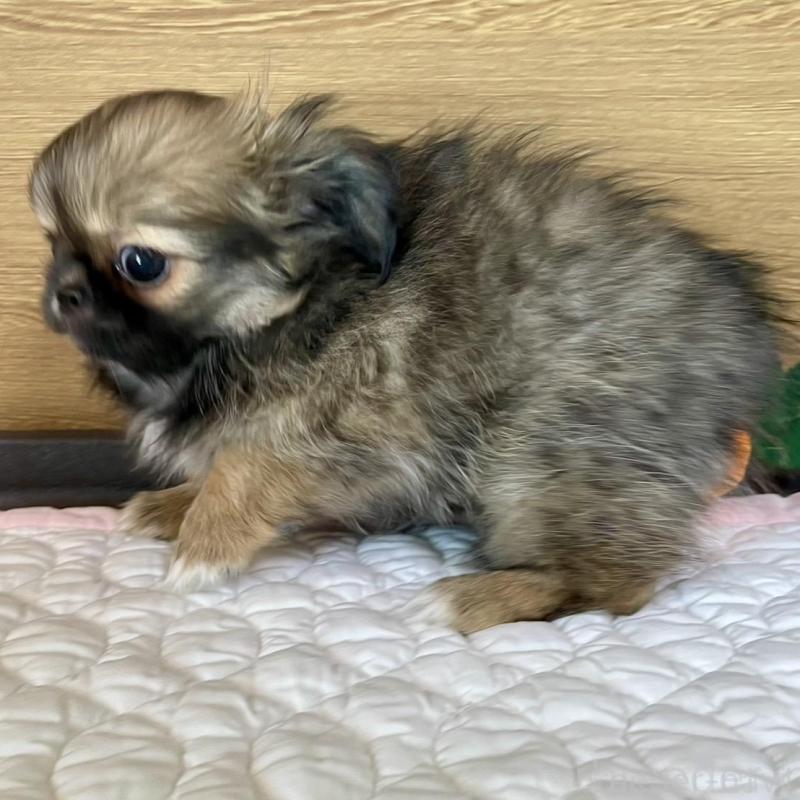 販売中の栃木県のミックス犬-416744の5枚目