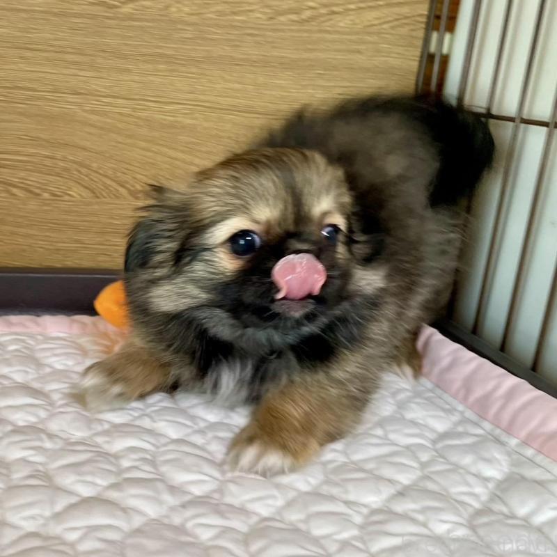 販売中の栃木県のミックス犬-416744の4枚目
