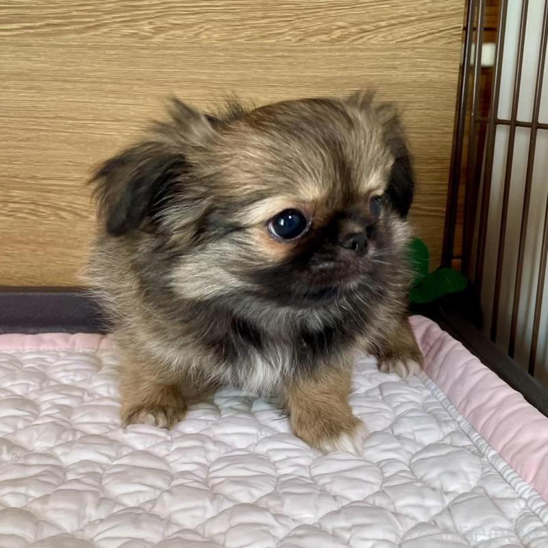 販売中の栃木県のミックス犬-416744の3枚目