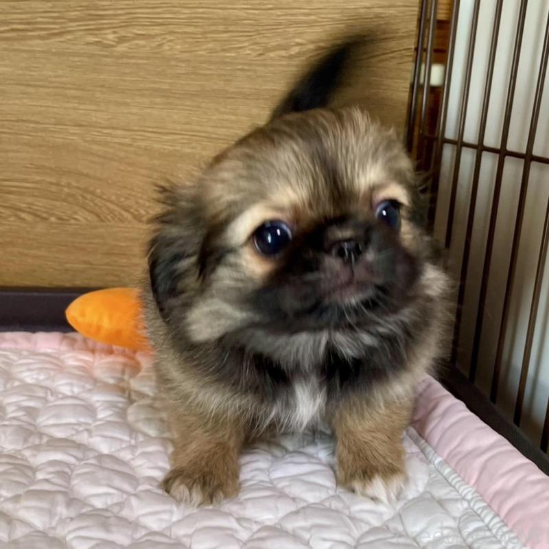 販売中の栃木県のミックス犬-416744の2枚目