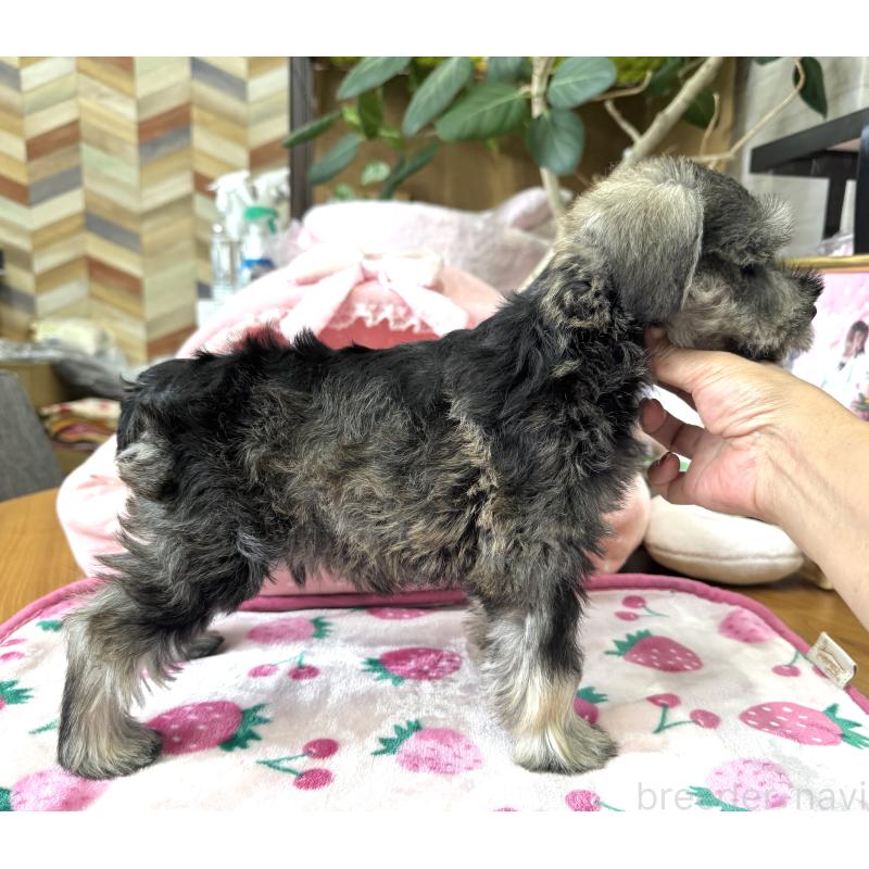 販売中の大阪府のミニチュアシュナウザー-416746の9枚目