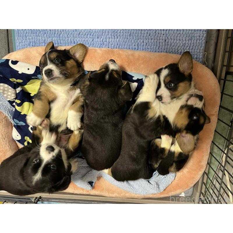 販売中の福岡県のウェルシュコーギーカーディガン-416748の3枚目