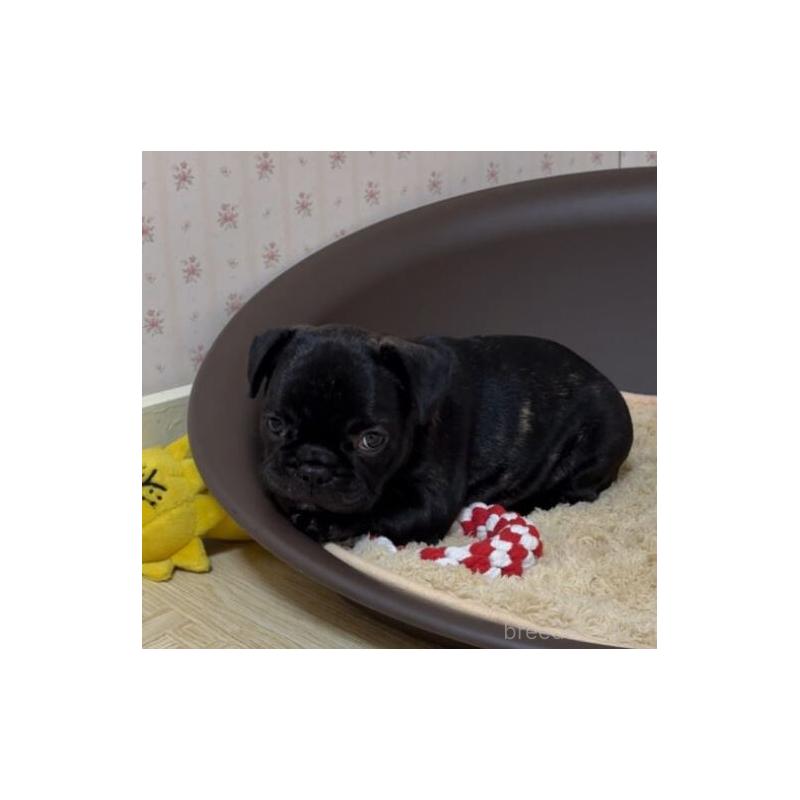 販売中の岡山県のフレンチブルドッグ-416761の10枚目