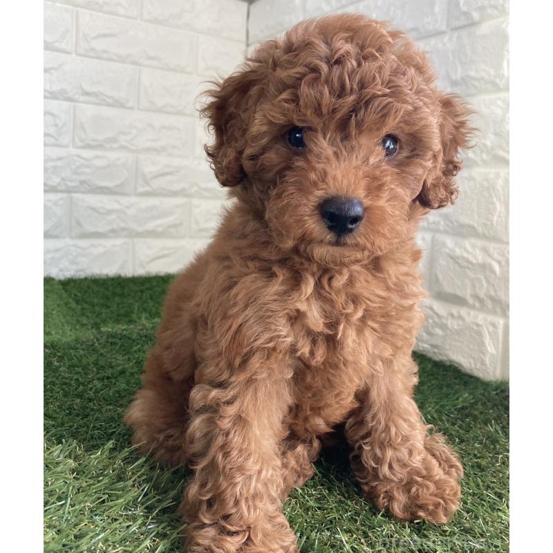 成約済の東京都のタイニープードル-412934の9枚目