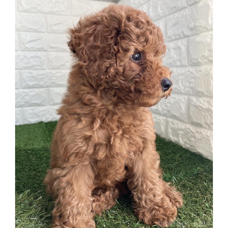 成約済の東京都のタイニープードル-412934の8枚目