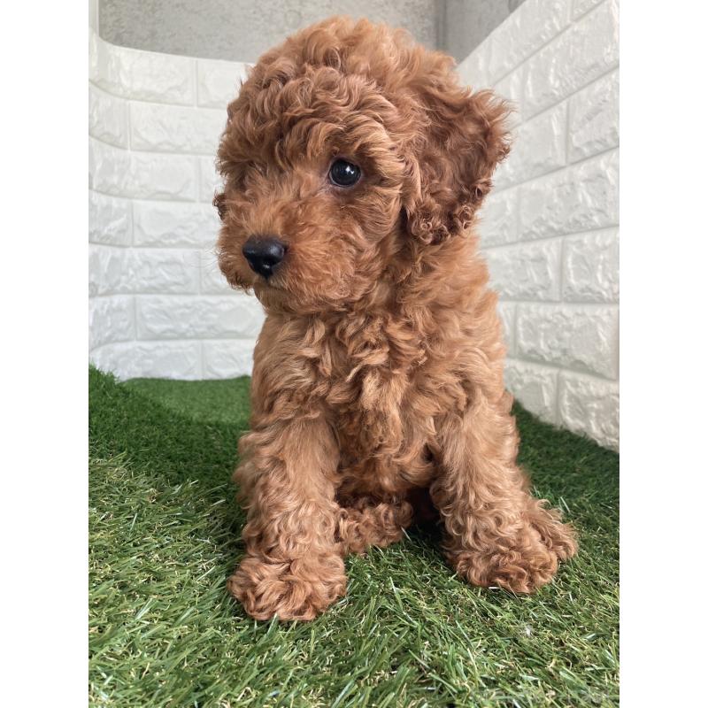 成約済の東京都のタイニープードル-412934の7枚目