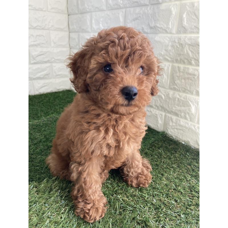 成約済の東京都のタイニープードル-412934の6枚目