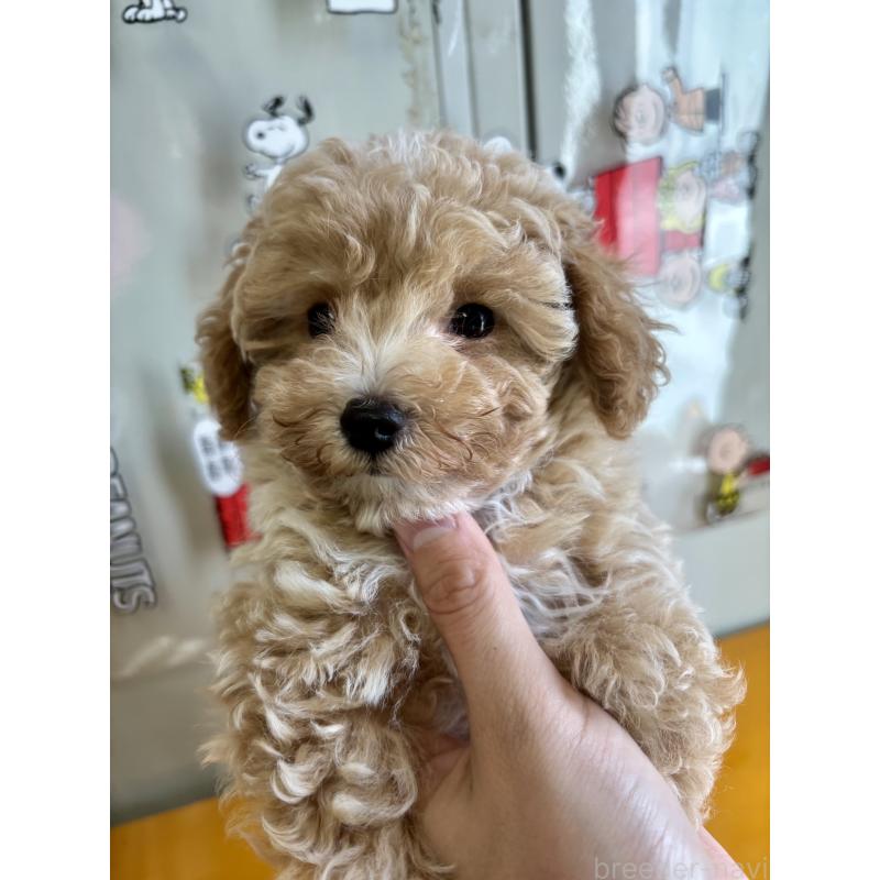 成約済の福岡県のマルプー:マルチーズ×トイプードル-415916の6枚目