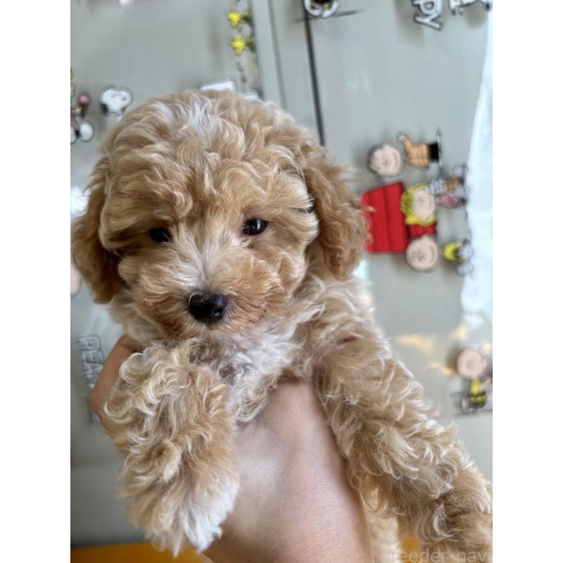 成約済の福岡県のマルプー:マルチーズ×トイプードル-415916の5枚目