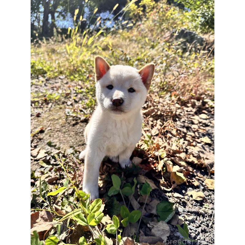 販売中の北海道の柴犬-416785の8枚目