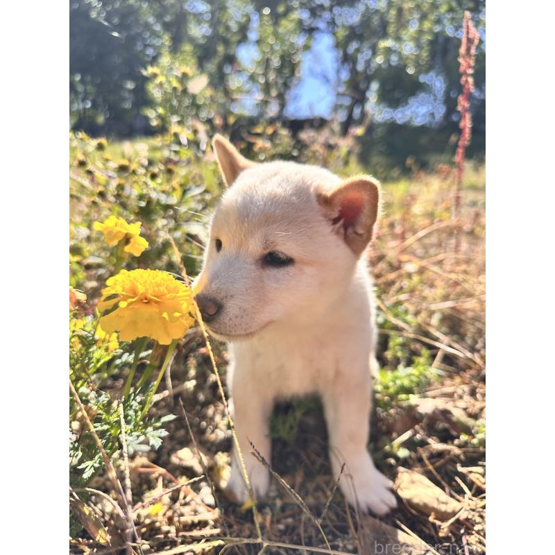 販売中の北海道の柴犬-416785の6枚目
