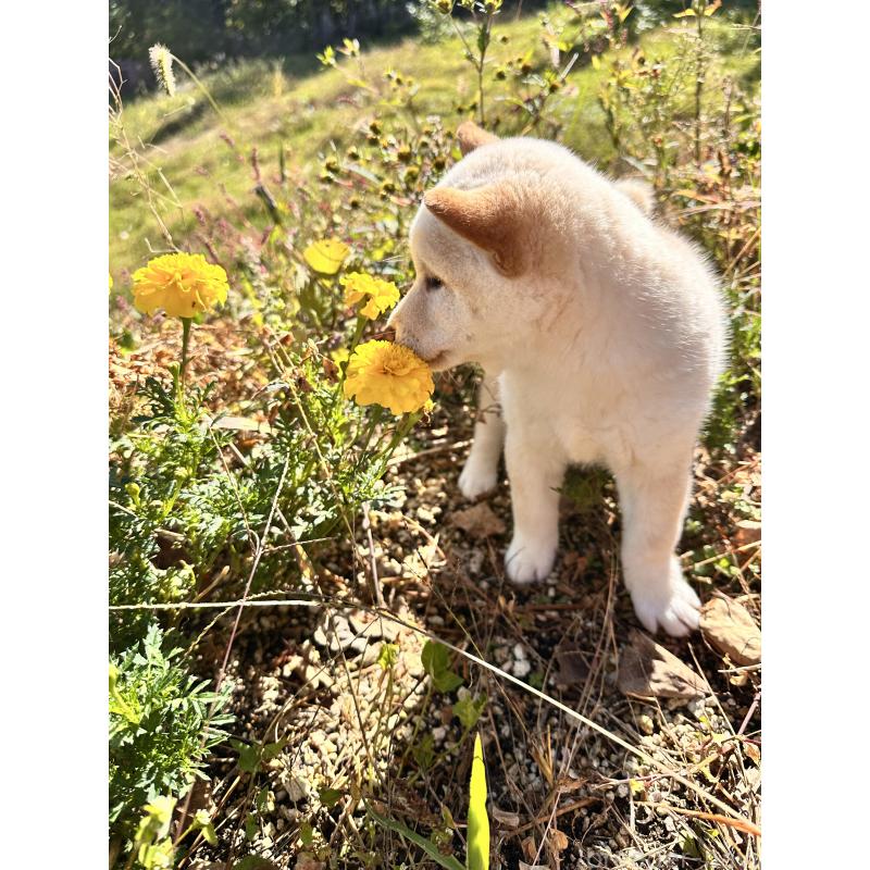 販売中の北海道の柴犬-416785の5枚目