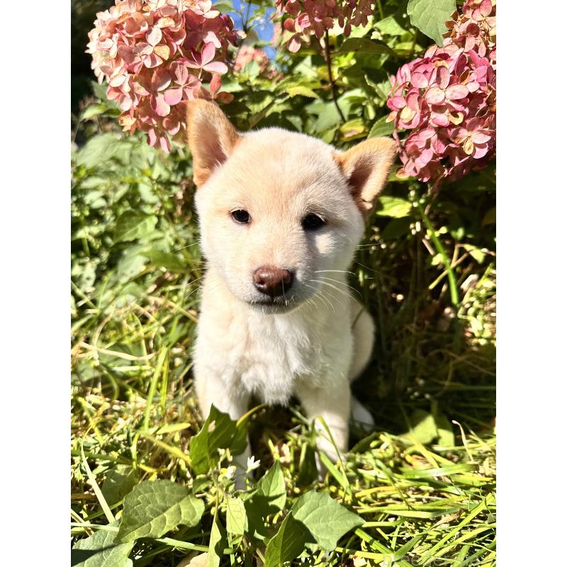 販売中の北海道の柴犬-416785の4枚目