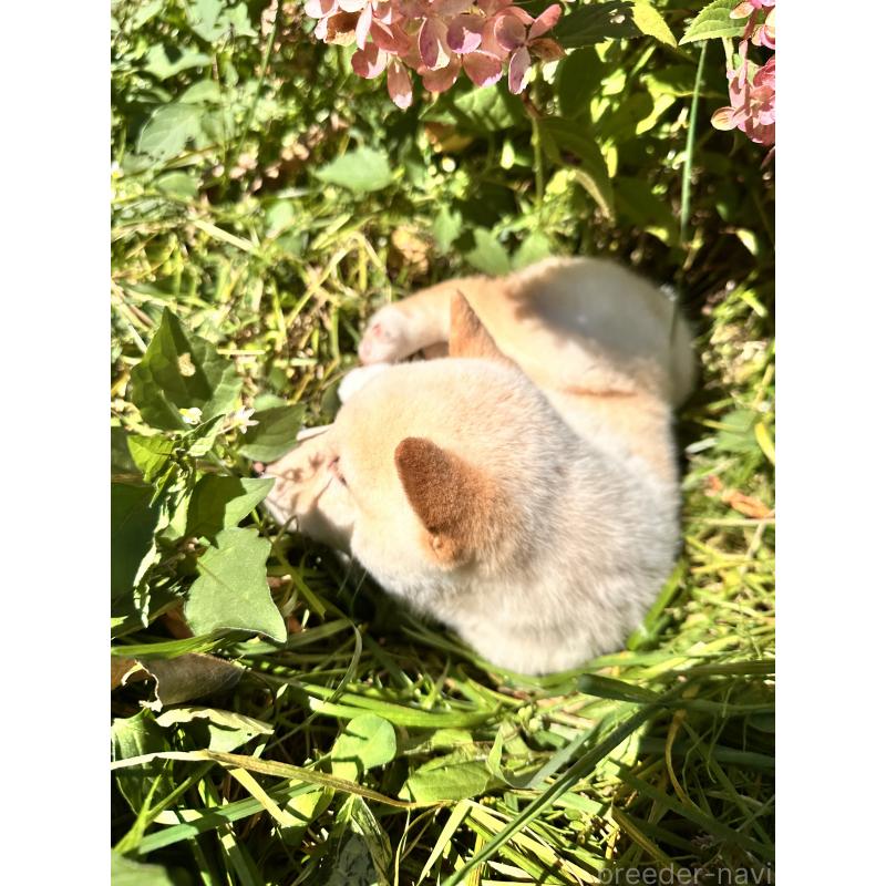 販売中の北海道の柴犬-416785の3枚目