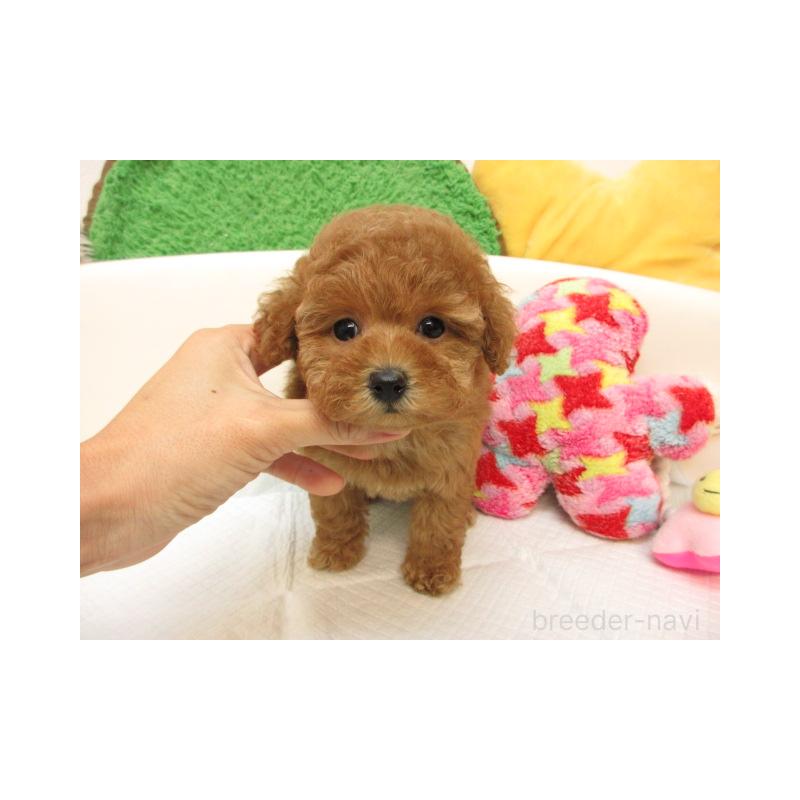 販売中の大阪府のトイプードル-416782