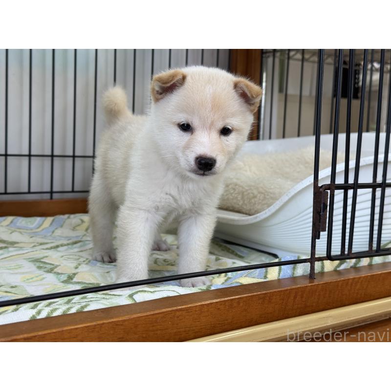 成約済の岡山県の豆柴-412141の3枚目