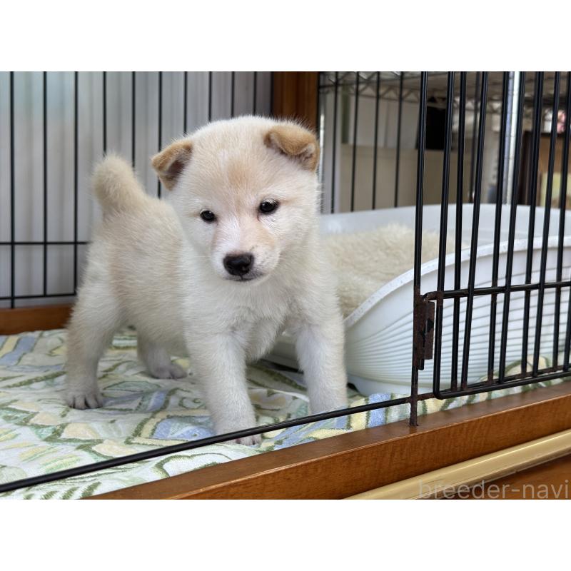 成約済の岡山県の豆柴-412141の2枚目