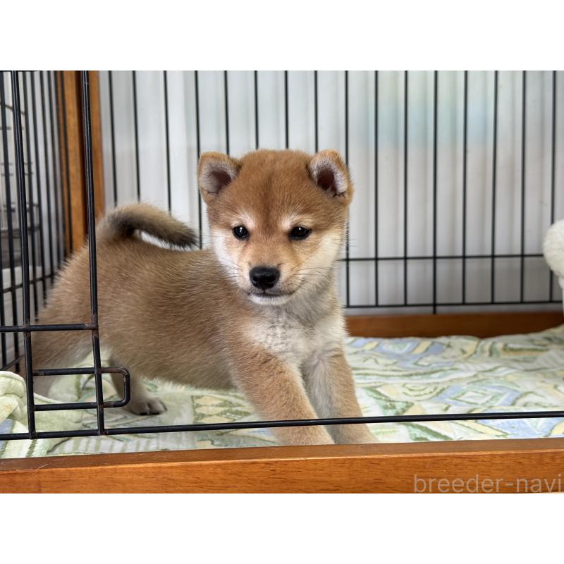 販売中の岡山県の豆柴-412140の3枚目