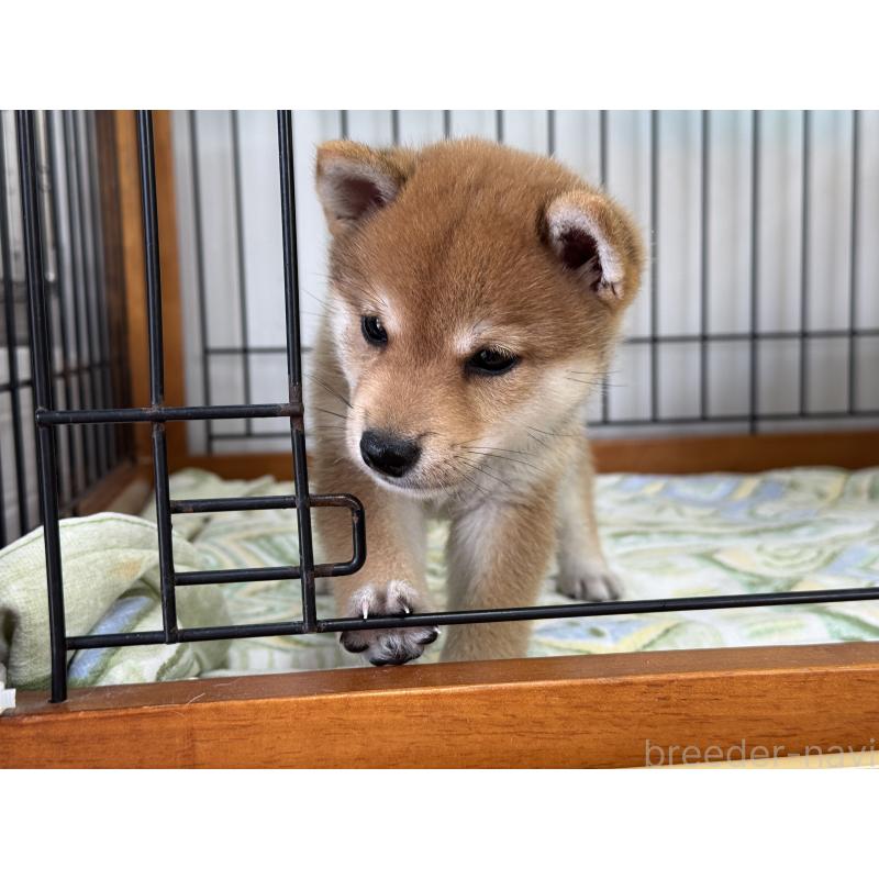 販売中の岡山県の豆柴-412140の2枚目
